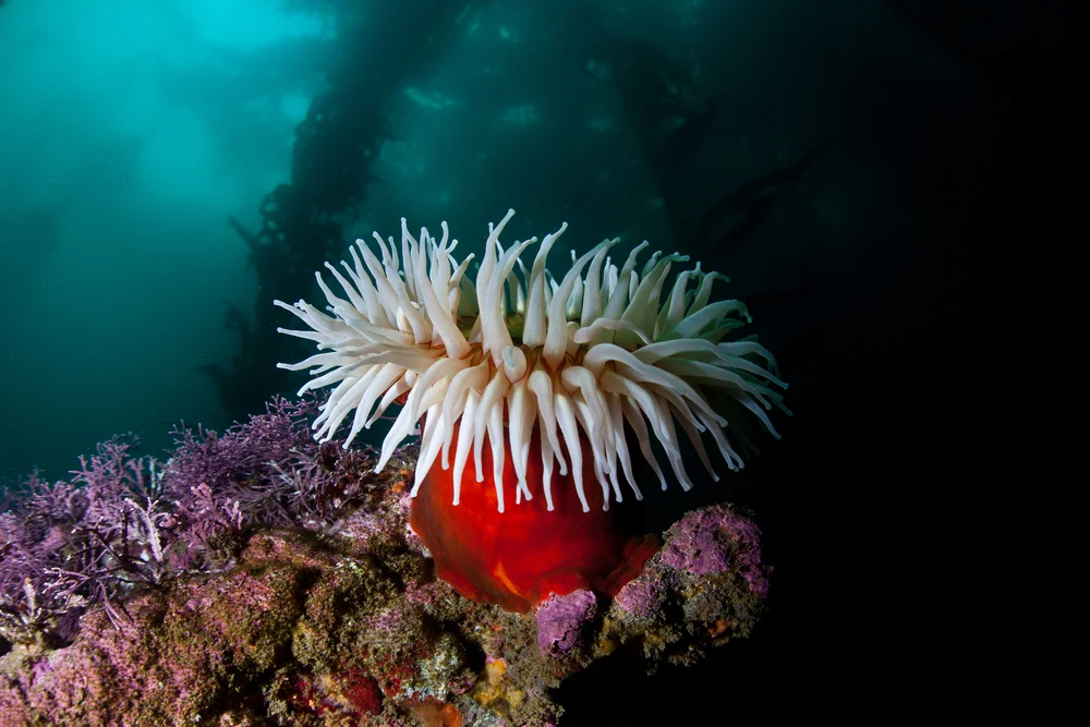 Fischfressende Seedahlie