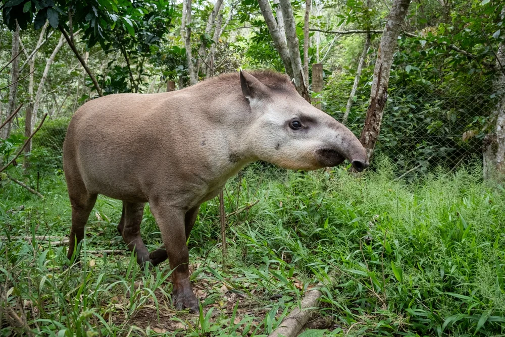Flachlandtapir
