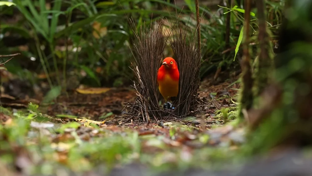 Flammenbauch-Paradiesvogel (Sericulus ardens)