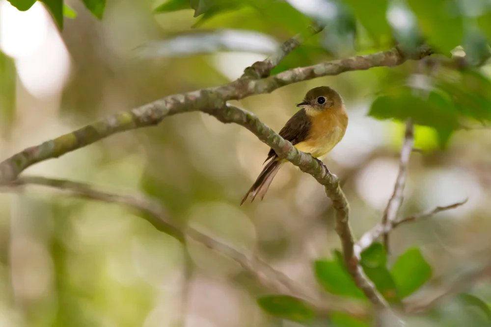 Flaumiger Zwergtyrann (Myiobius villosus)