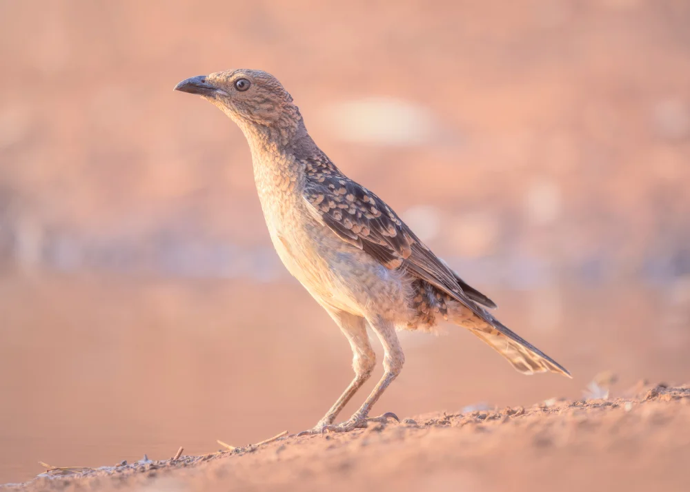 Flecken-Paradiesvogel (Chlamydera maculata)