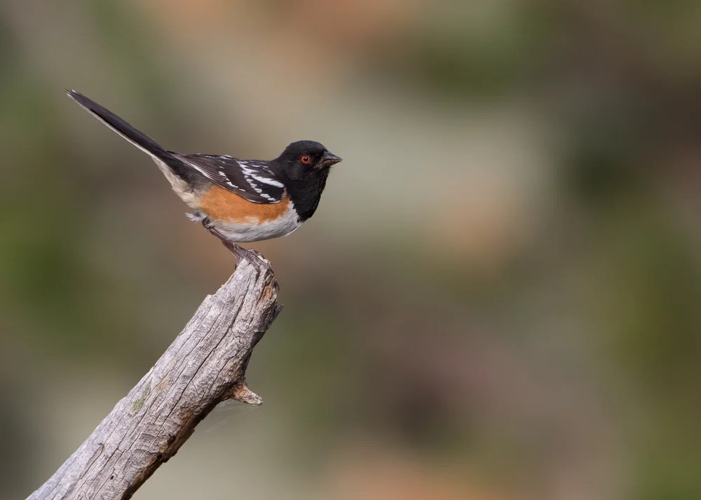 Flecken-Towhee (Pipilo maculatus)