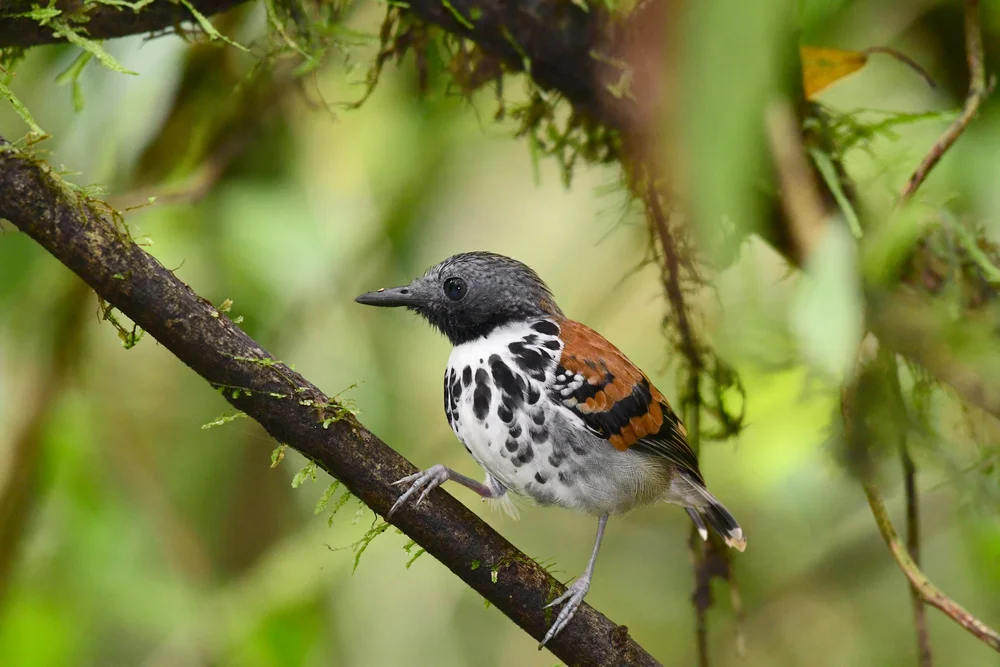 Fleckenbrust-Ameisenpitta (Hylophylax naevioides)