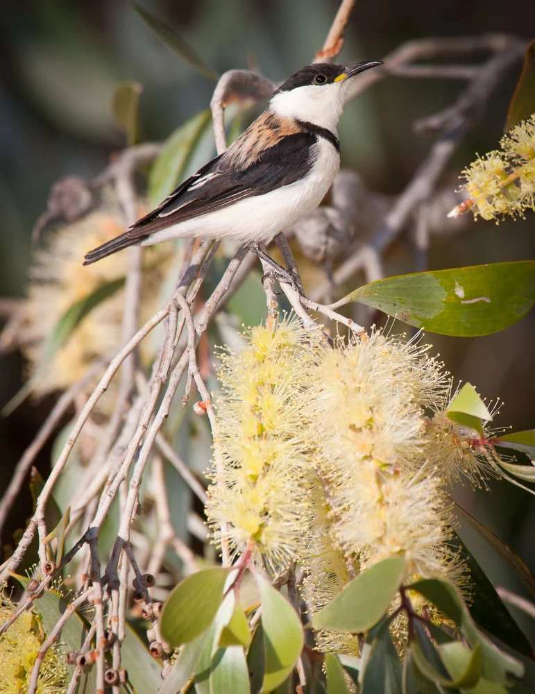 Fleckenbrust-Baumläufer (Certhionyx pectoralis)