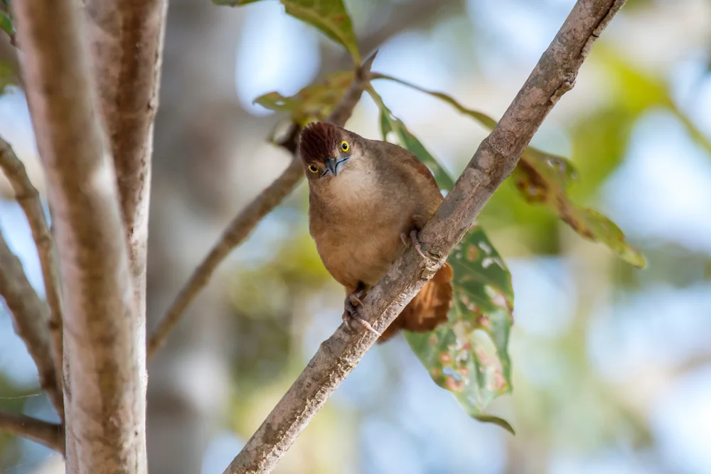 Fleckenbrust-Dornsteiger (Phacellodomus maculipectus)