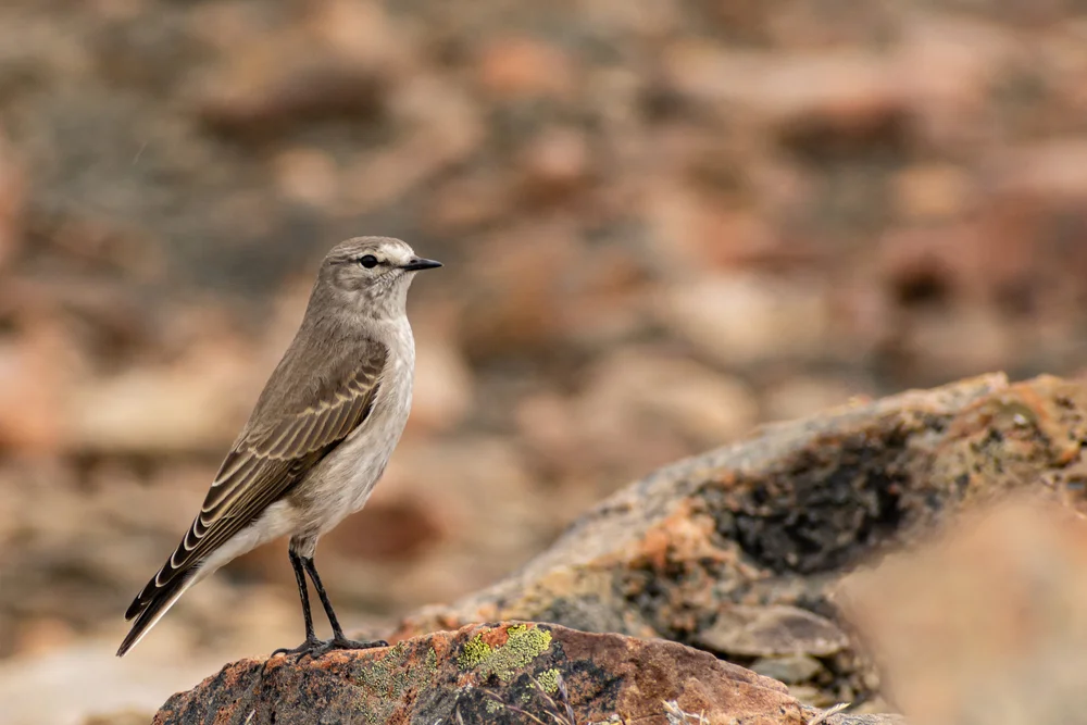 Fleckenbrust-Steinschmätzer (Muscisaxicola maculirostris)