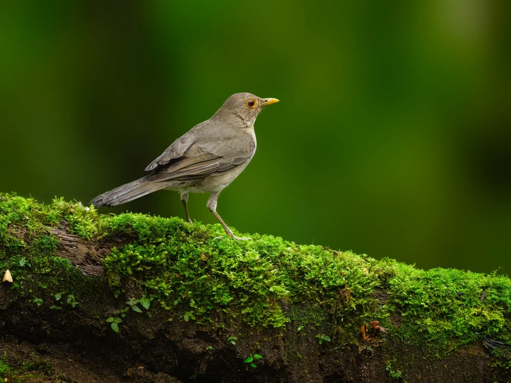 Fleckenbrustdrossel (Turdus maculirostris)
