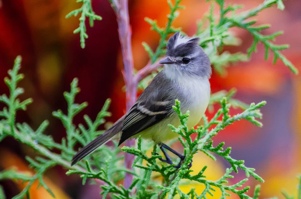 Fleckenschwingen-Baumschlüpfer (Mecocerculus stictopterus)