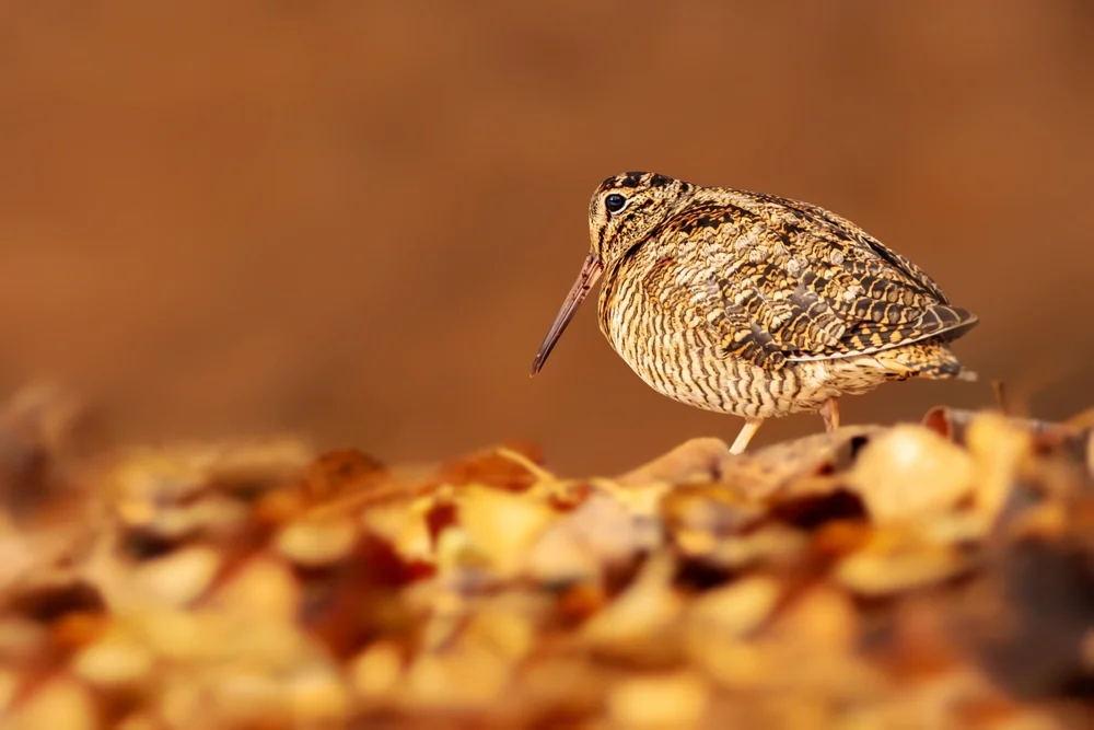 Fleckenwaldschnepfe (Scolopax rochussenii)