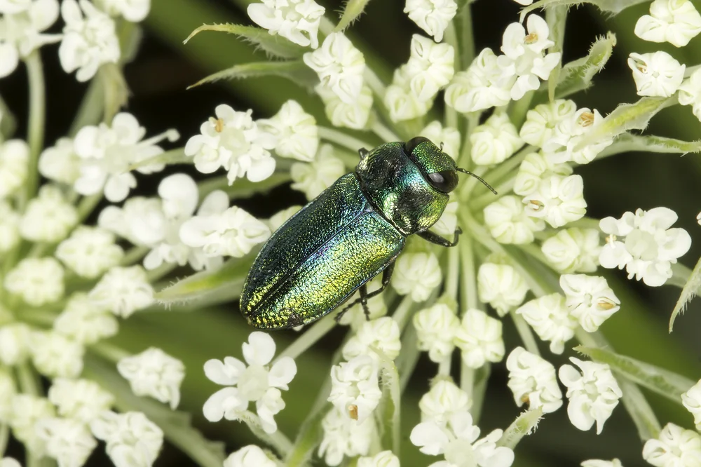 Fleckhals-Prachtkäfer