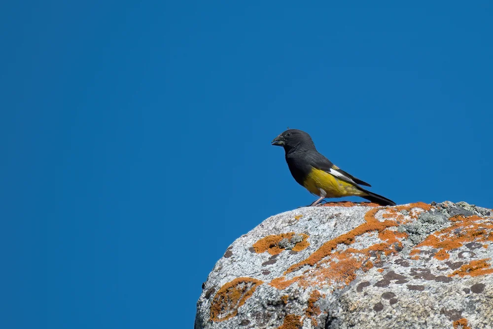 Fleischfarbener Kernbeißer (Mycerobas carnipes)