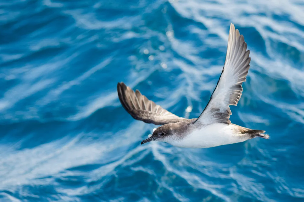 Fleischfuß-Sturmtaucher (Puffinus bulleri)