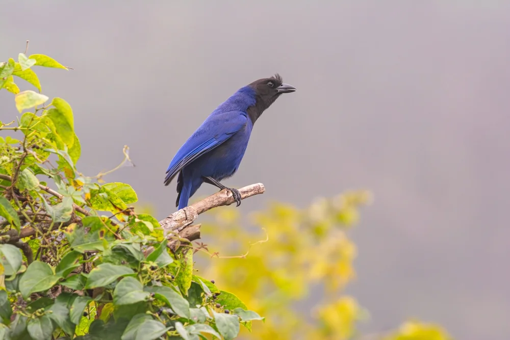 Florida Gaiskönig (Cyanocorax caeruleus)