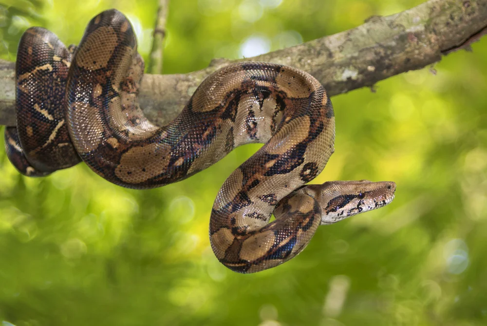 Florida Kletternatter (Coluber constrictor etheridgei)