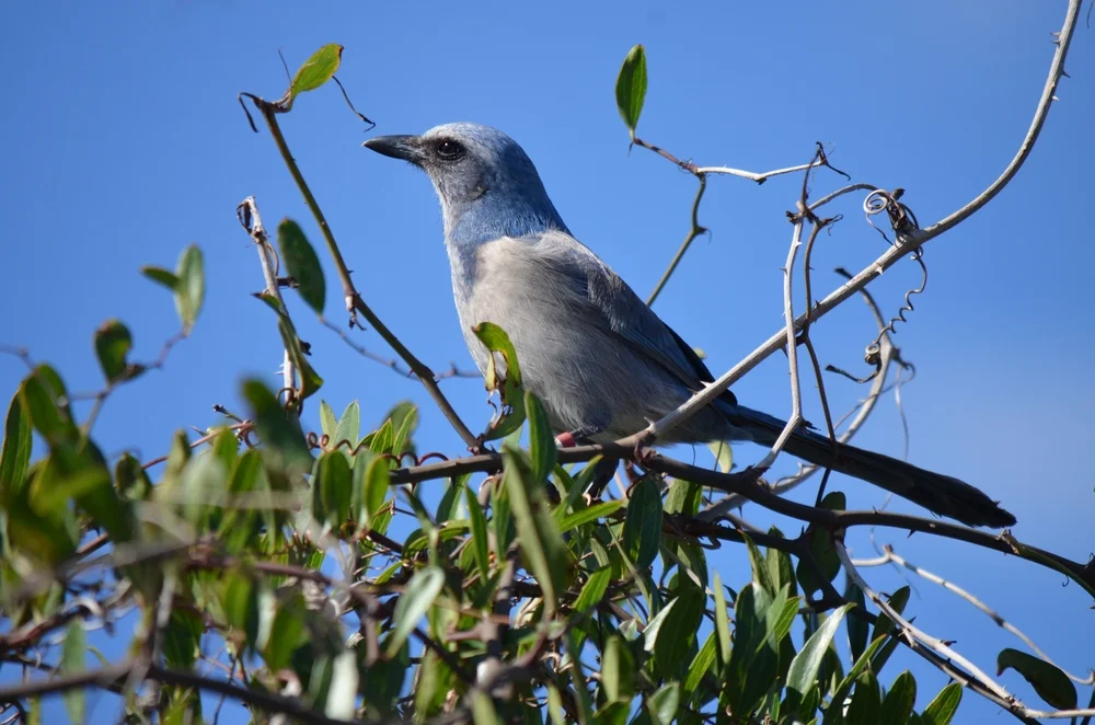 Floridablauhäher (Aphelocoma coerulescens)