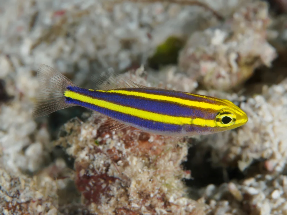 Flossenbarsche (Nemipteridae)