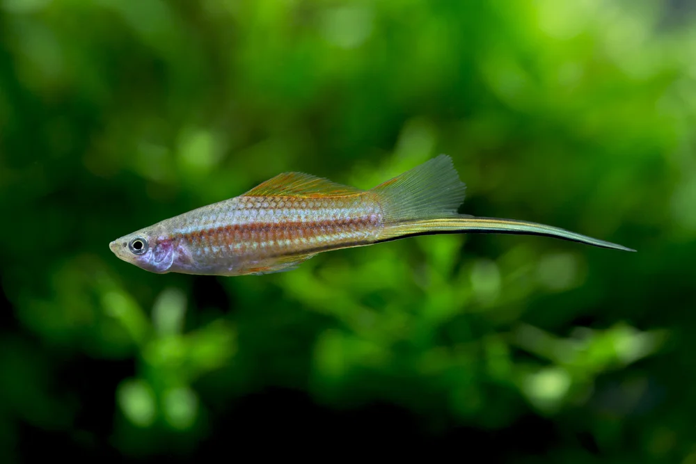 Flüster-Baumsteiger (Xiphophorus hellerii)
