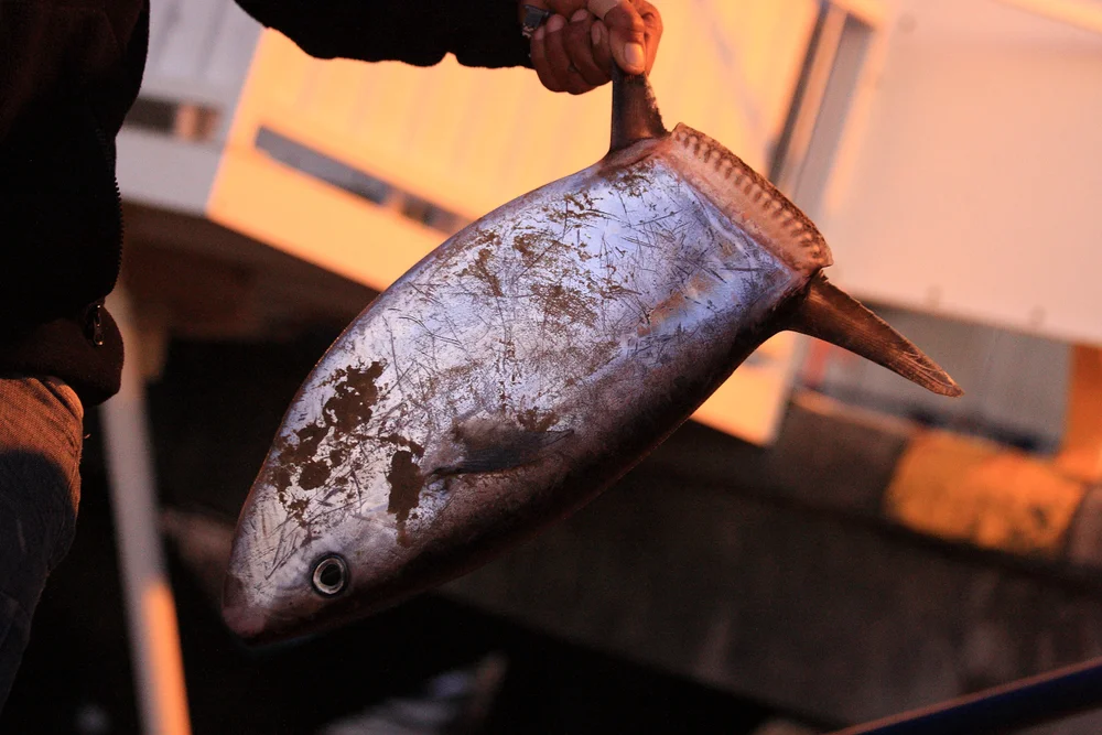 Flunder (Ranzania laevis)