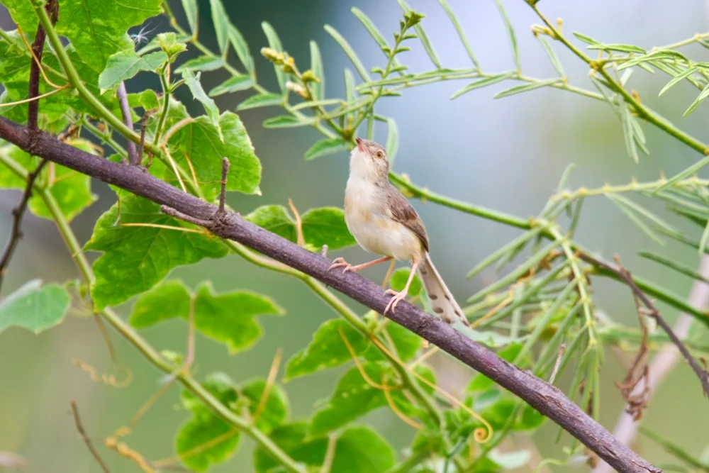 Fluss-Grasmückenrohrsänger (Prinia fluviatilis)