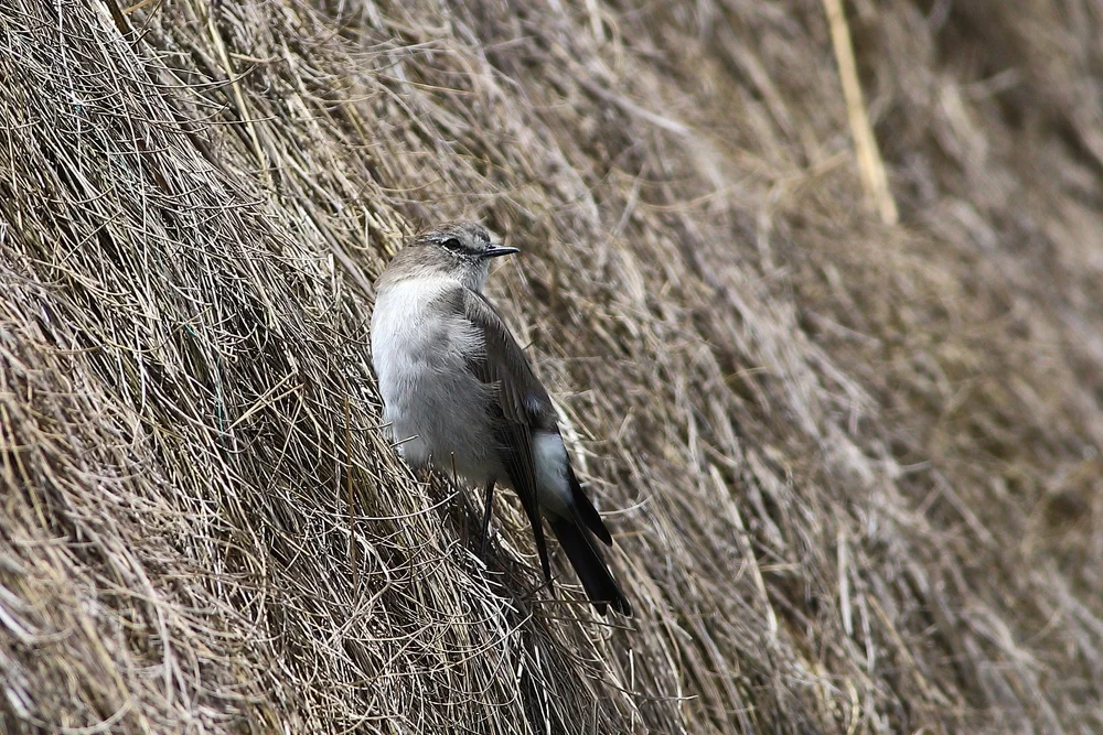 Fluss-Steinschmätzer (Muscisaxicola fluviatilis)