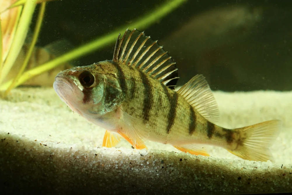 Flussbarsch (perca fluviatilis)