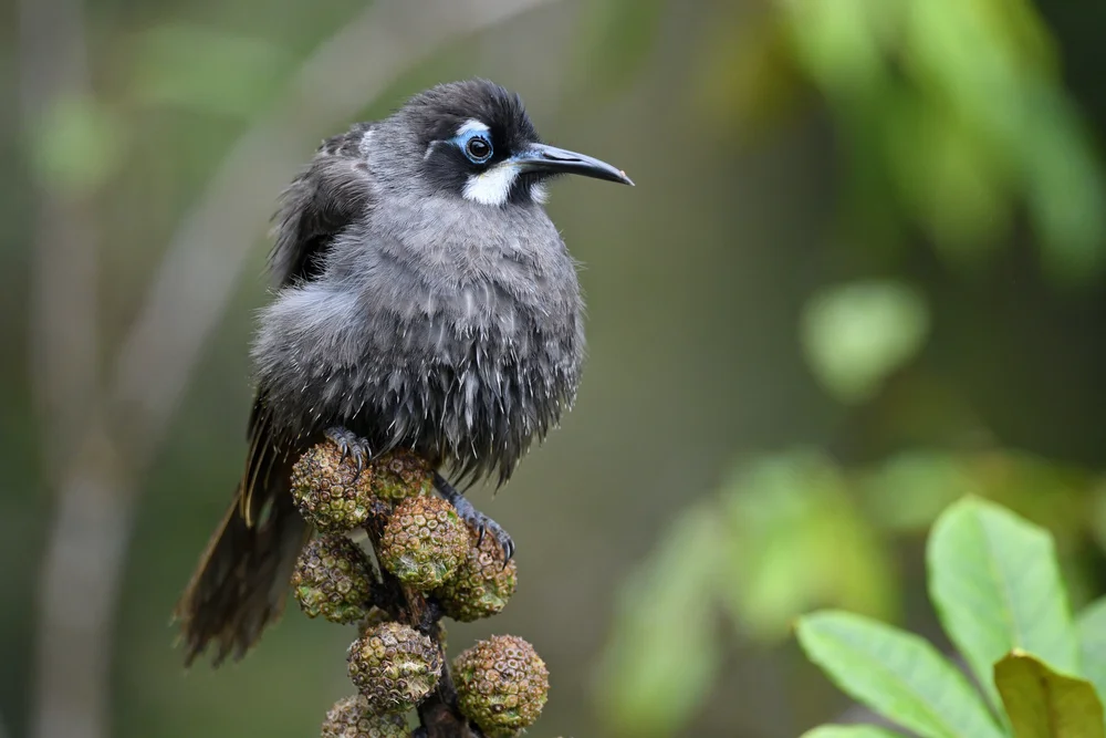 Foersters Honigfresser (Melidectes foersteri)