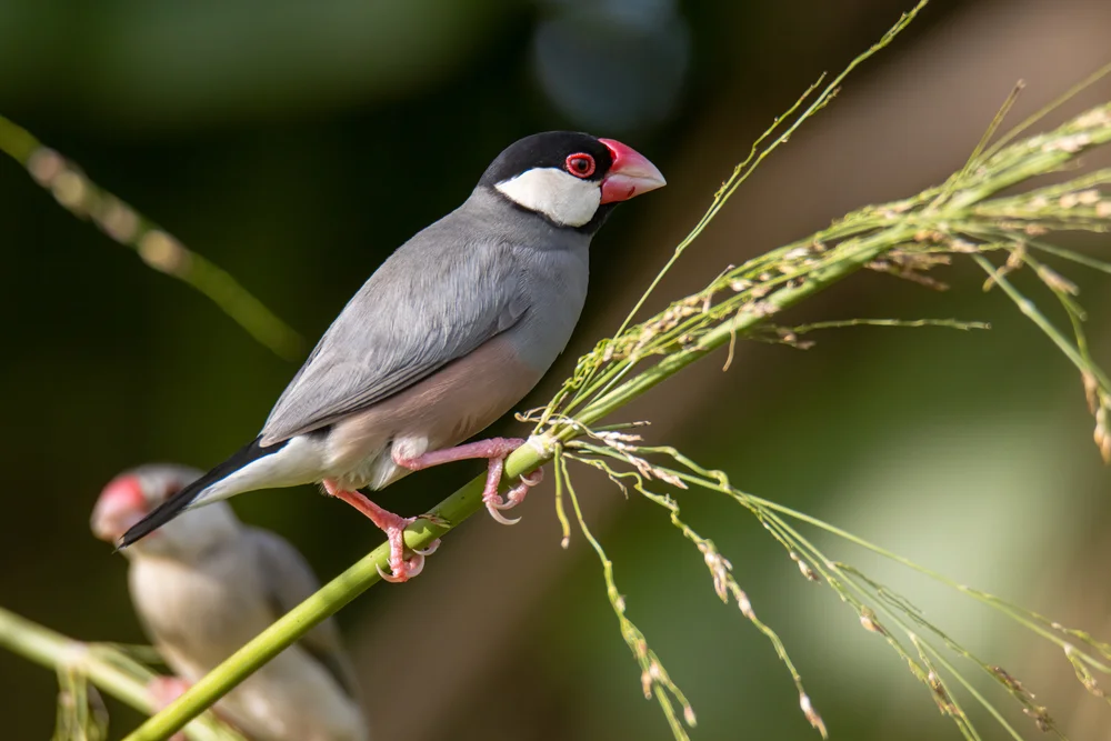 Forbes-Bronzemännchen (Lonchura forbesi)
