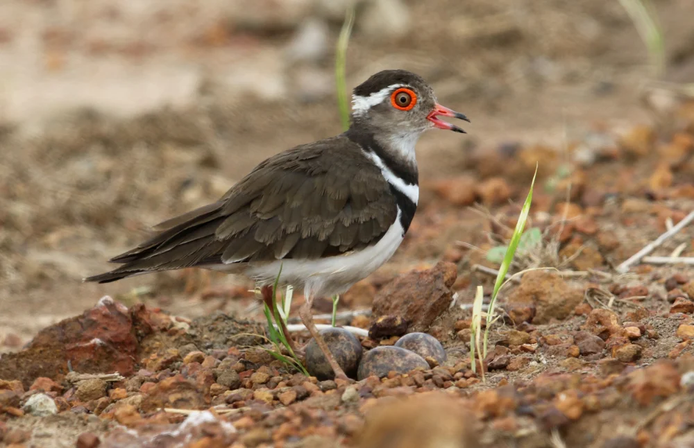 Forbesregenpfeifer (Charadrius forbesi)