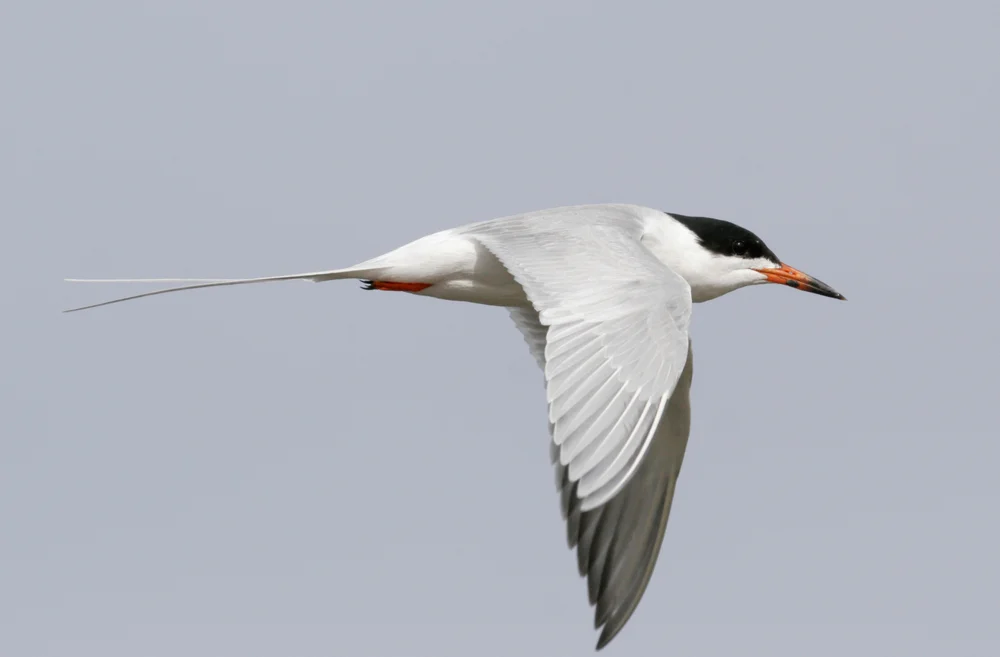 Forsters Seeschwalbe (Sterna forsteri)