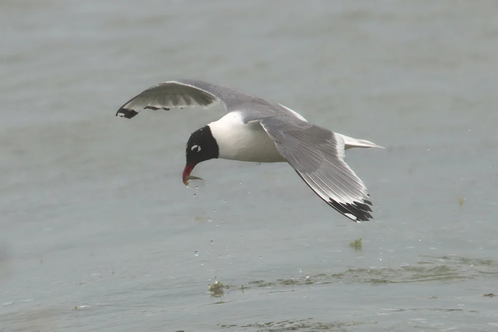 Franklinmöwe (Leucophaeus pipixcan)