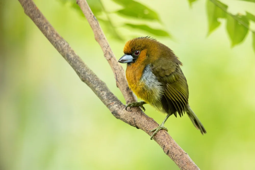 Frantzius' Schattenflügel (Semnomis frantzii)