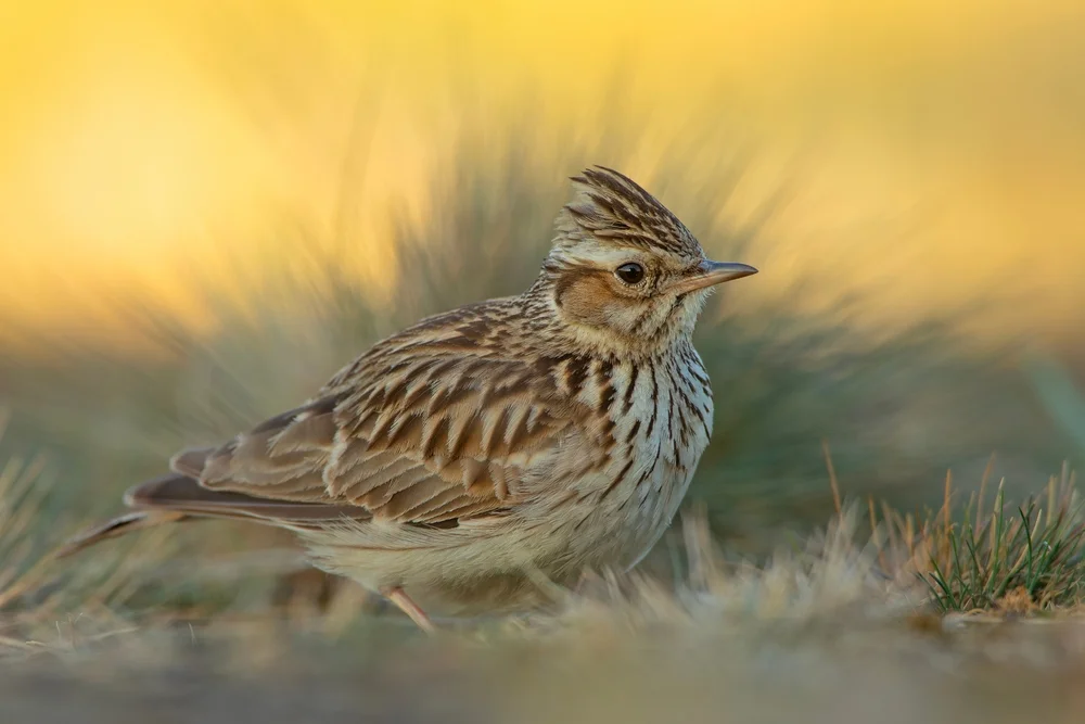 Fremantles Schmät (Spizocorys fremantlii)