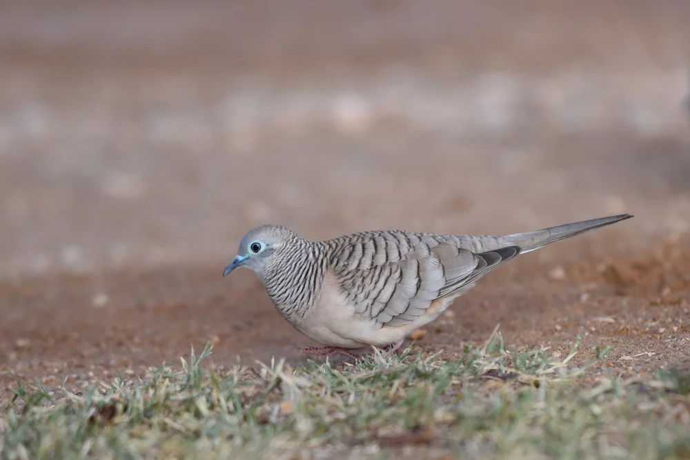 Friedliche Fruchttaube (Geopelia placida)