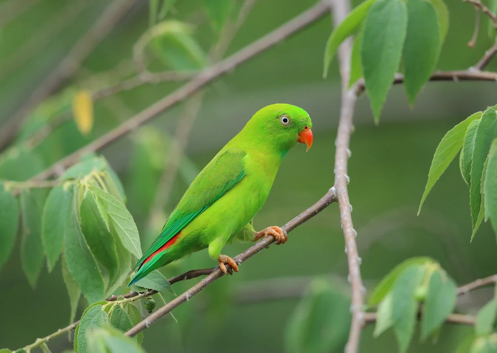 Frühlings-Hängesittich (Loriculus vernalis)