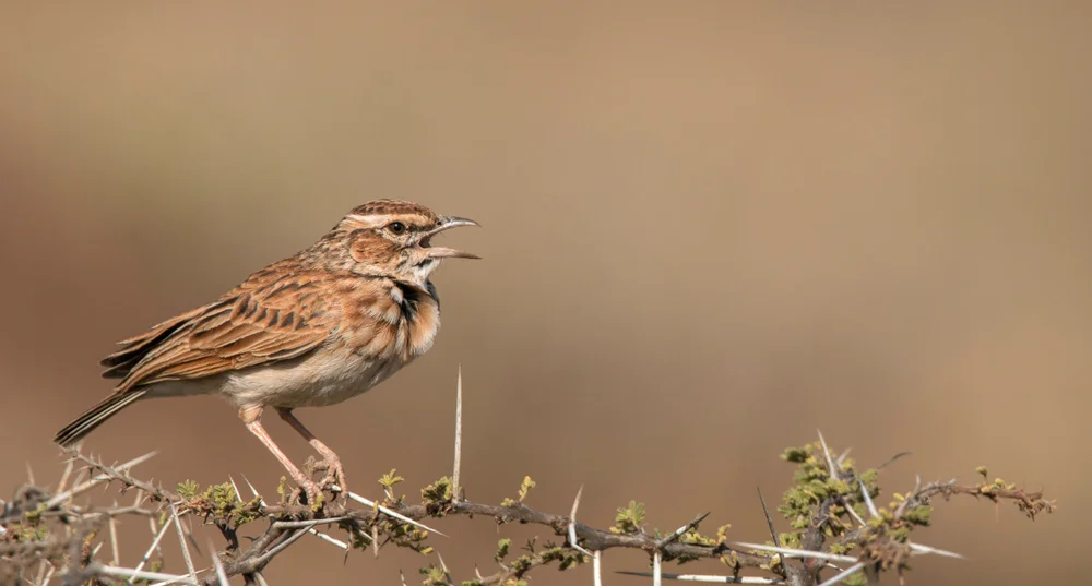 Fuchs-Kalanderlerche (Calendulauda alopex)