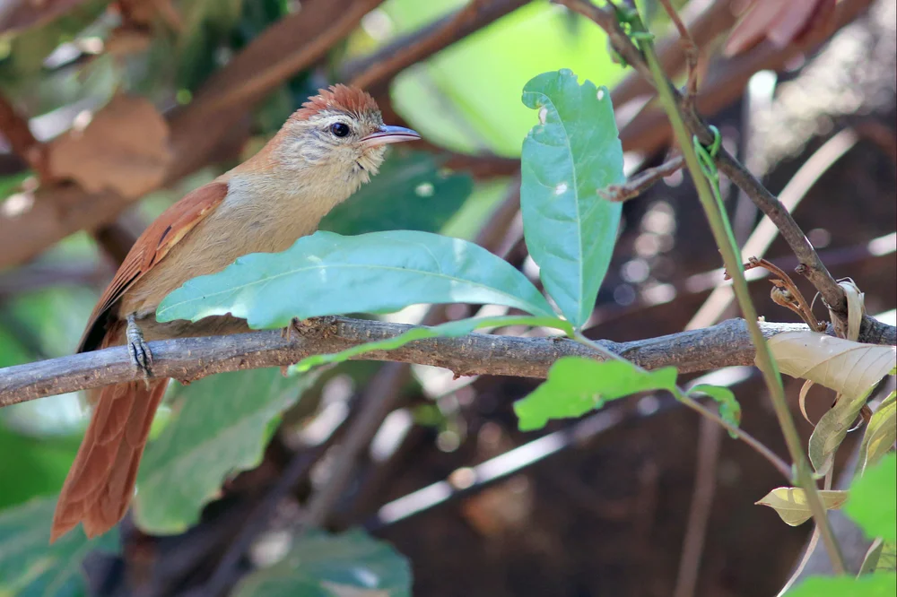 Füchslein-Buschhäher (Cranioleuca vulpina)