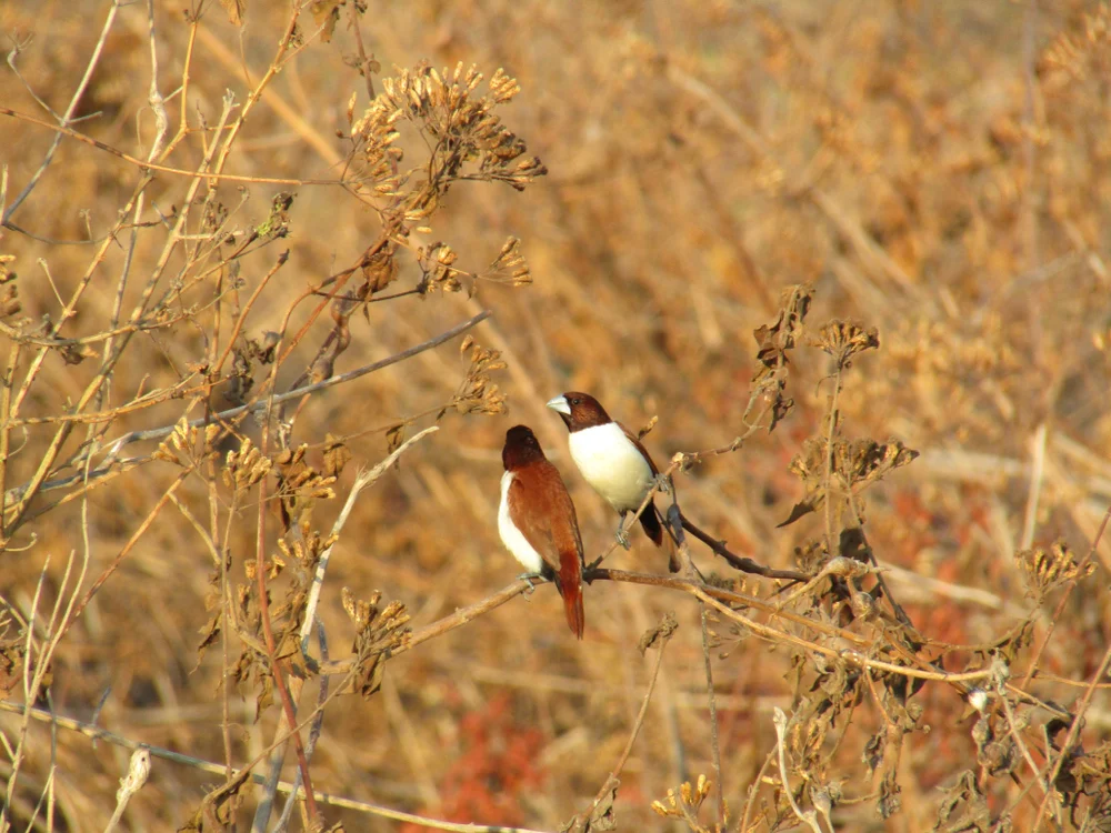 Fünffarben-Bronzemännchen (Lonchura quinticolor)
