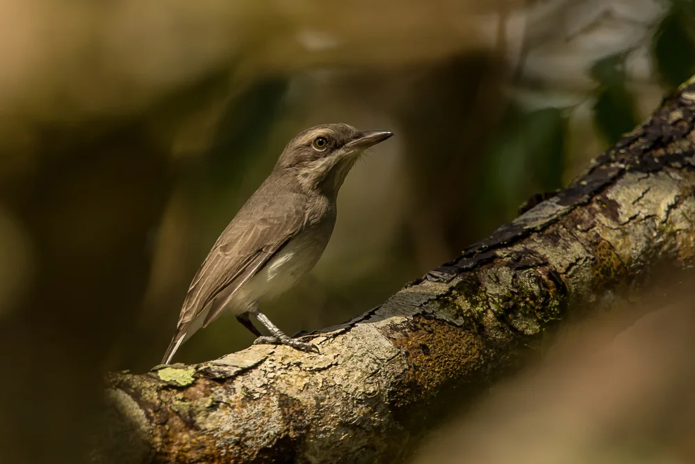 Fulvous-büschelbrust (Tephrodornis affinis)