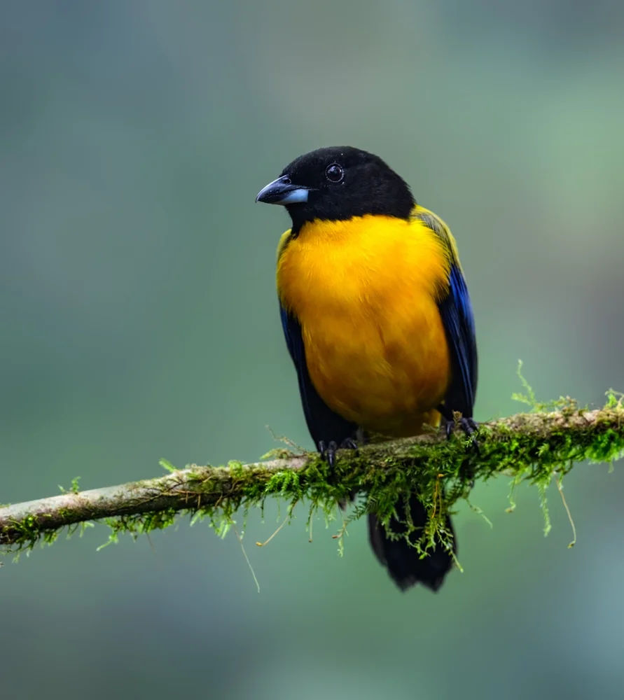 Fulvous Shrike (Lanio fulvus)