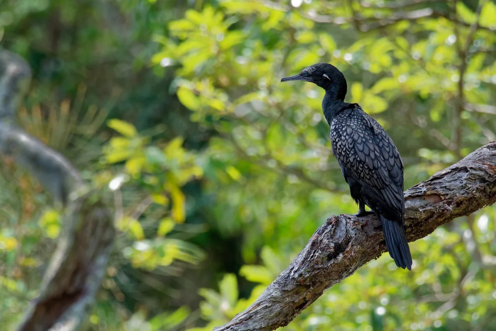 Furchenschnabel-Kormoran (Phalacrocorax sulcirostris)
