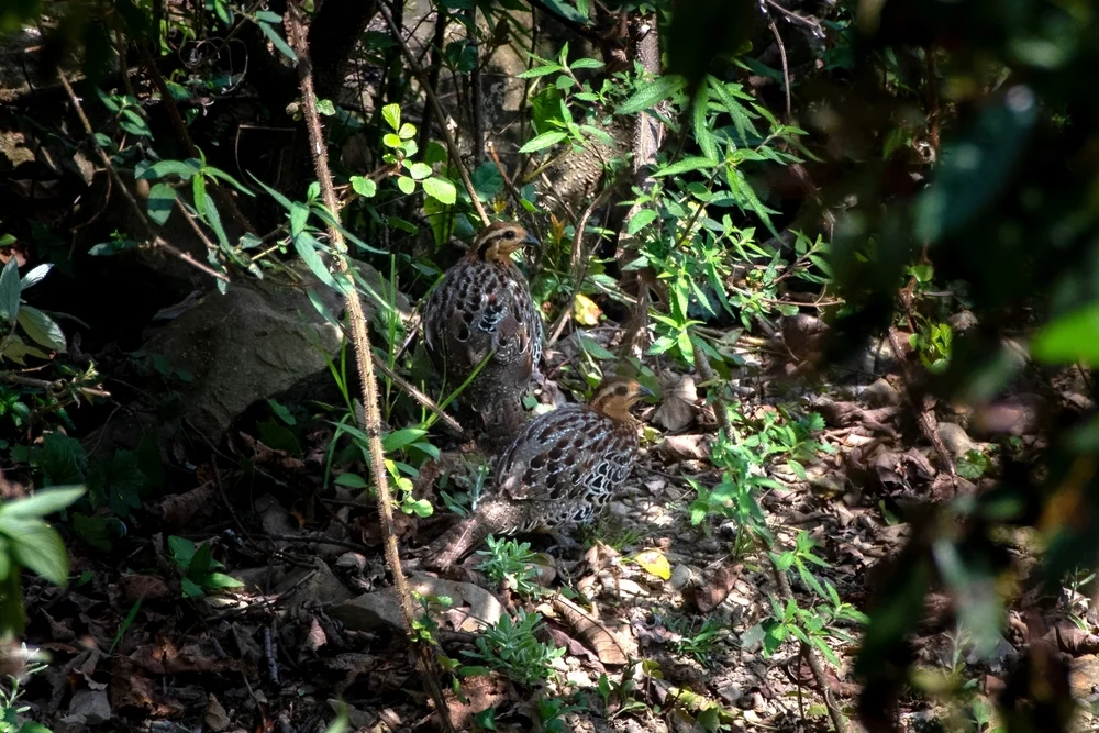 Fytchs Bambushuhn (Bambusicola fytchii)