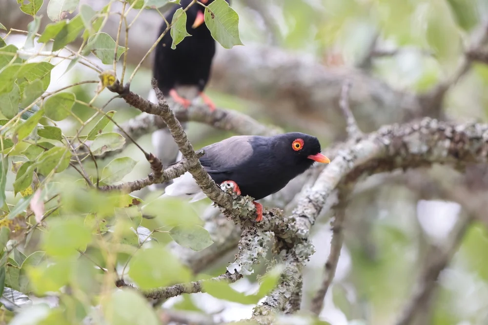 Gabelas Helmschnäpper (Prionops gabela)