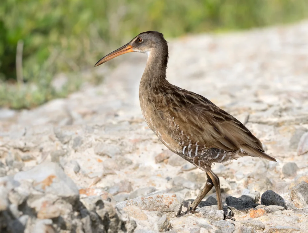 Gabelralle (Rallus crepitans)
