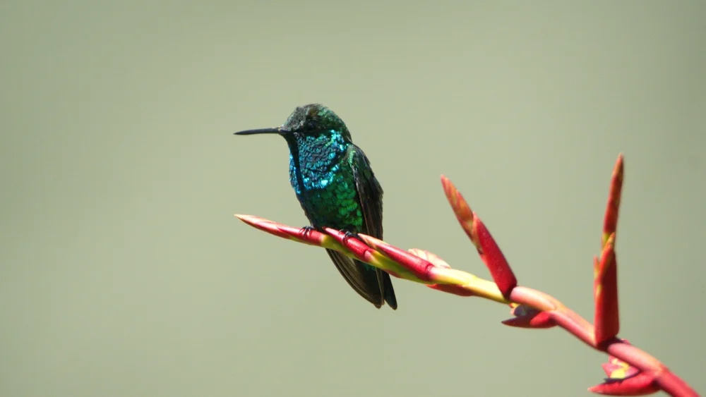 Gabelschwanz-Schmuckkolibri (Chlorostilbon forficatus)