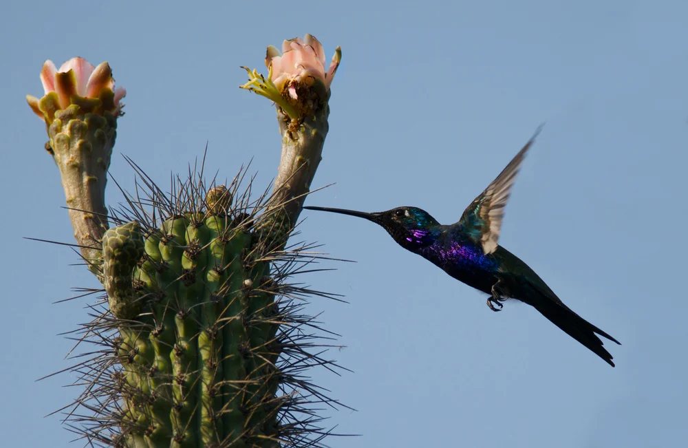 Gabelschwanz-Sternkolibri (Heliomaster furcifer)