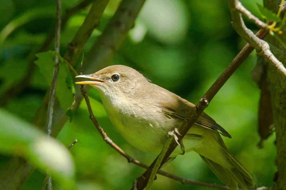 Gabelschwanz-Tyran (Tyranneutes stolzmanni)