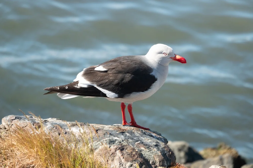 Gabelschwanzmöwe (Leucophaeus scoresbii)