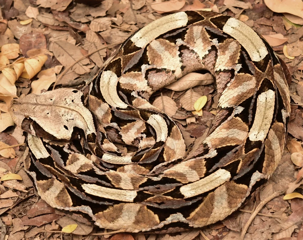 Gabun-Viper (Bitis gabonica)