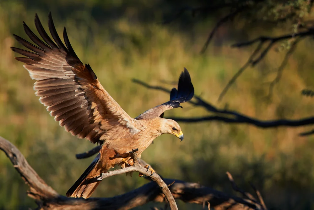 Gänseadler (Aquila rapax)