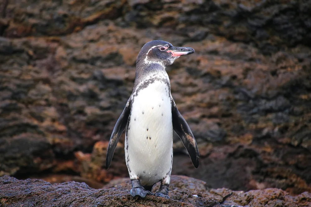 Galápagos-Pinguin